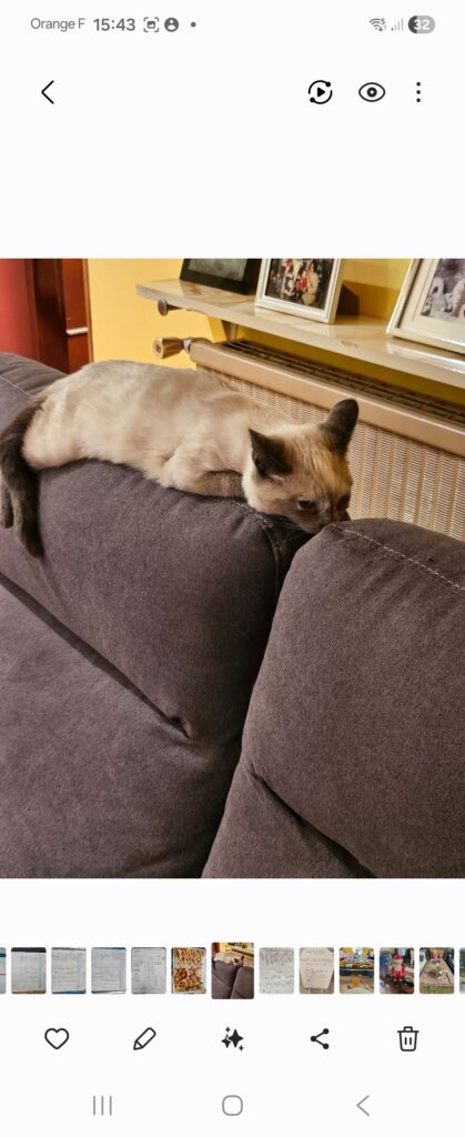 Photo — Chat perdu — Marjorie LOISEL