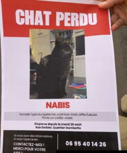 Photo — Chat perdu — Nabis